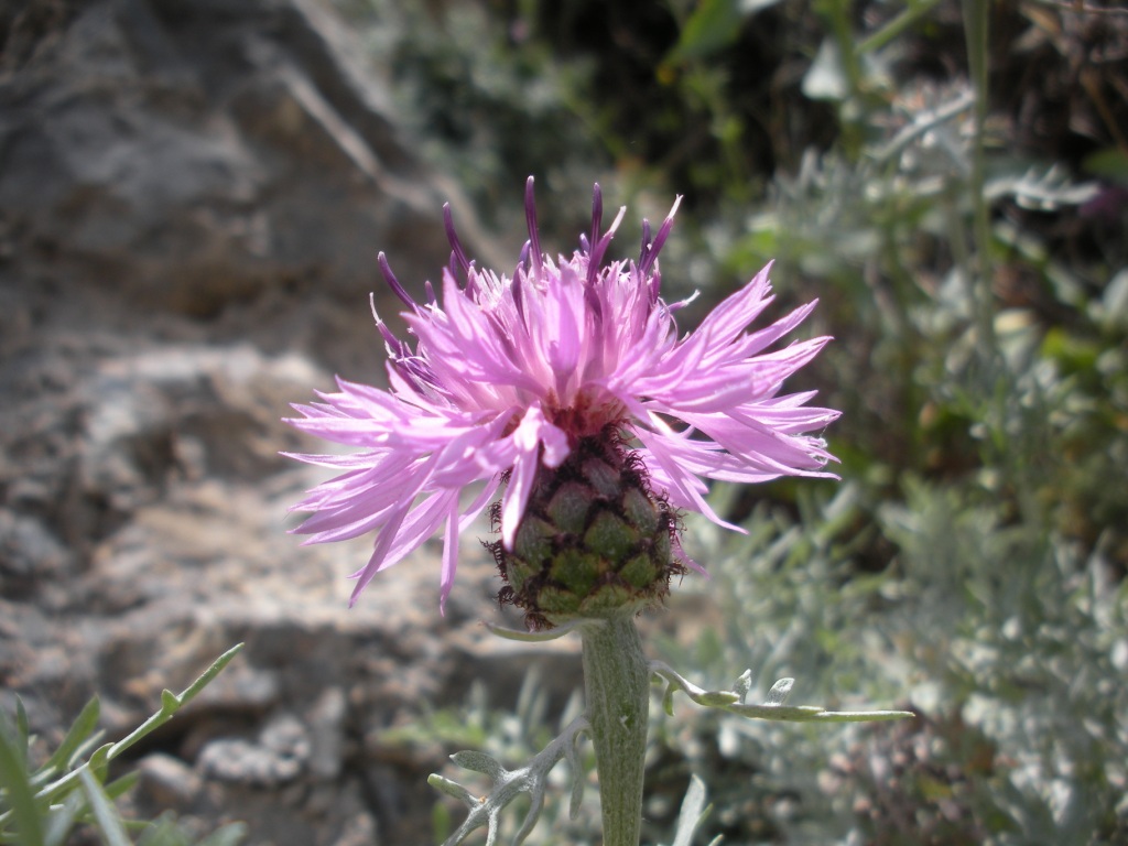 Centaurea cineraria / Fiordaliso delle scogliere